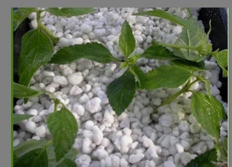 Cheap Expanded Perlite For Urban Agriculture Hydroponics With Good Price for sale