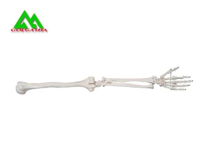 Cheap Arm And Leg Bone Medical Teaching Models Water Resistant Lightweight for sale