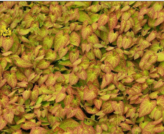 Buy cheap EPIMEDIUM LEAF EXTRACT from wholesalers