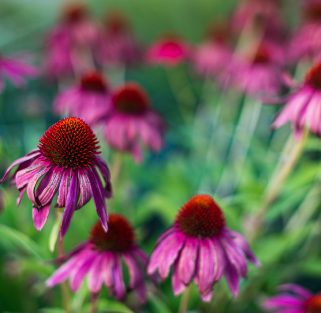 Buy cheap ECHINACEA PURPUREA HERB EXTRACT from wholesalers
