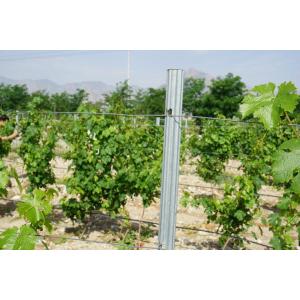 Grape Trellis Post 275gr HDG 54x30mm Grape Plantation Steel Grape Post