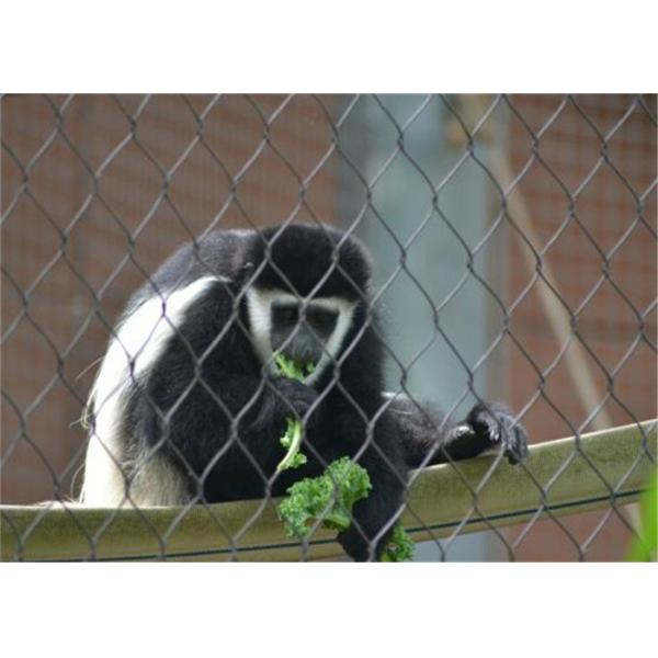 Plain Weave Enclosure Animal Stainless Steel Zoo Mesh 5.0mm 304L 316