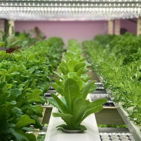 Container Greenhouse for Growing Green Leafy Vegetables