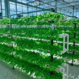 Steel Structure Vertical Farming Container Greenhouse with Multi-Span Hydroponic