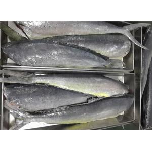 Coryphaena Hippurus 2KG Whole Round Pacific Frozen Mahi Mahi