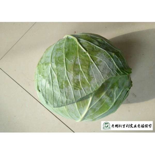 Oval Shape Green Pointed Head Cabbage Lower Blood Pressure 1 - 3 KG / PER
