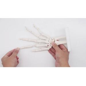 Articulated Human Skeleton Model Hand Joint Bone For Lab