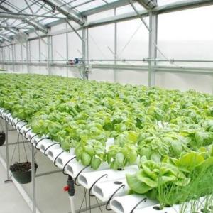 Multi-Span Humidity Control Film Greenhouse for Vegetables Optimize Vegetable Growth
