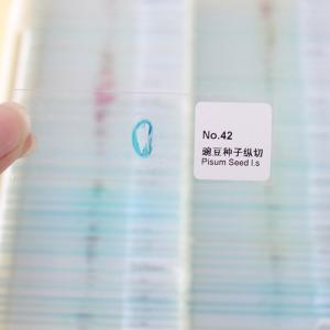 School Teaching 100 Pieces Plastic Box OEM Botany Microscope Slides