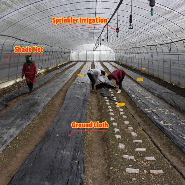 Quality Mushroom Growing Blackout Greenhouse With Customized Design And High Snow Load Capacity wholesale