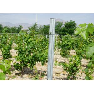 275gr HDG 54x30mm Steel Grape Stakes , Height 2.4m Grape Trellis Posts