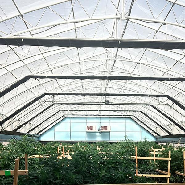 Quality 100% Shading System Automatic System Polycarbonate Single Span Light Dep Greenhouse With Rolling Blackout wholesale