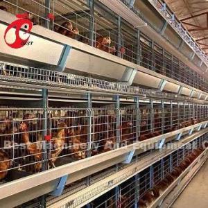 A Or H Type Automatic Chicken Cage Equipment Of Feeding Hopper Egg Collection