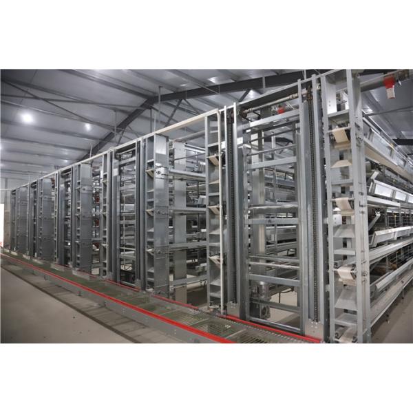 Quality Galvanized Steel Poultry Egg Collection System Electrostatic Spray wholesale
