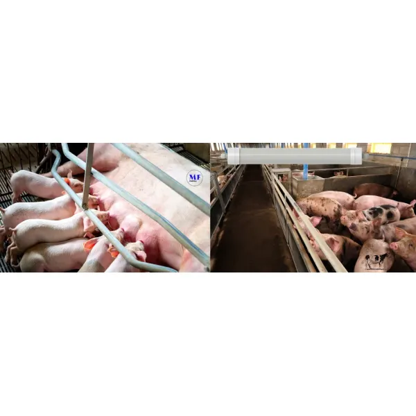 Factory Price Plastic Alu. Ik10 IP69K 0~10V Dim CCT Power Adjustable 170lm/W 1.6m Anti-Ammonia Chicken Farmyard Livestock LED Sheep Cow Diary Tri-Proof Light