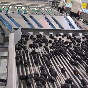High-capacity Dates Sorting Machine, High Precision, 6 lanes+10 outlets, 1.8