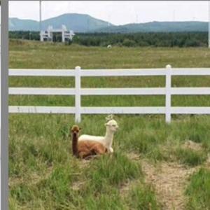 Square Post 2 Rails Vinyl Horse Fencing In Stock