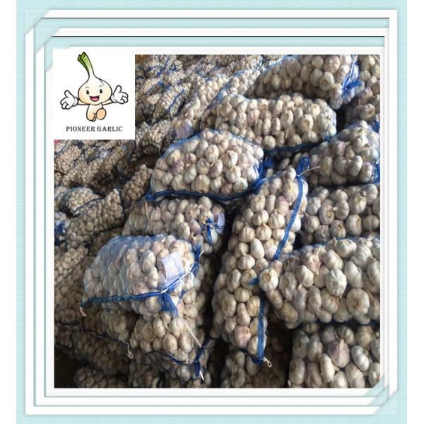 Quality Popular Unique Style top sale pure white garlic 6.0cm types of 2016 hot sale garlic wholesale