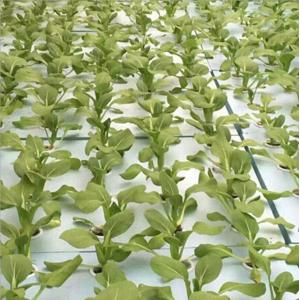 Seedling PU Hydroponic Polyurethane Foam Sheets