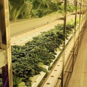 Transform Your Farming Operation with Leafy Veggies Reefer Container Greenhouse