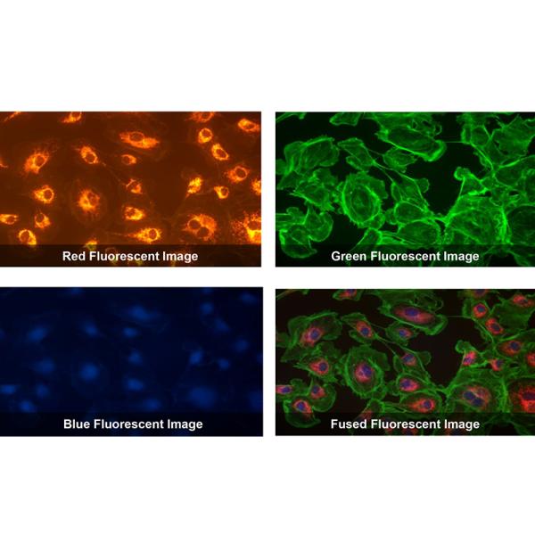 OPTO-EDU A59.2225 USB3.0 CMOS Cooled Digital Camera Fluorescent Image GS Shutter 1.7M~45M