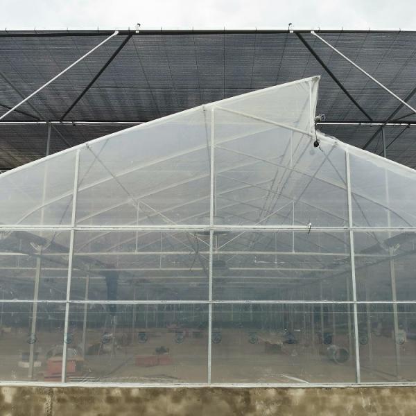 Multi Span Tunnel Plastic Tomato Greenhouse Stable Structure Prefabricated Multi