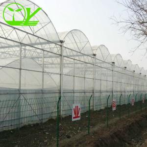 Hydroponic Farming Agriculture Greenhouse with 8m Wide Span and Transparent