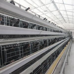 Galvanized H410mm Poultry Battery Cage , 494cm2/Bird Egg Laying Equipment