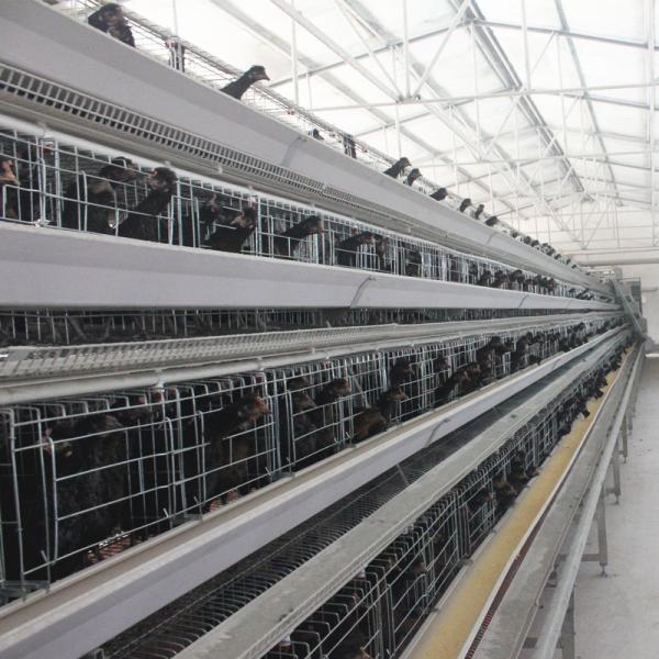 Quality Galvanized H410mm Poultry Battery Cage , 494cm2/Bird Egg Laying Equipment wholesale