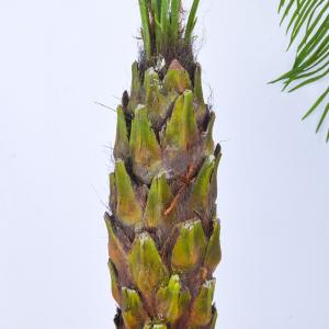 190cm Artificial Plants Phoenix Palm Tree Evergreen Indoor Palm Tree Rainstorm