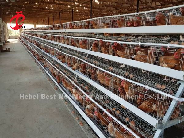 Wire Mesh Automatic Battery Cage System In Nigeria Poultry Farm Mia