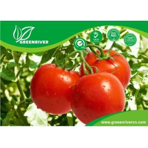 Bright red Hybrid tomato seeds with cracking resistance , ISO9001-2008