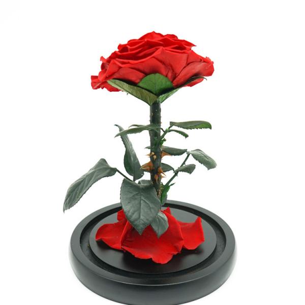 Quality Everlasting Preserved Rose Glass Dome Bring A Unforgettable Experience wholesale