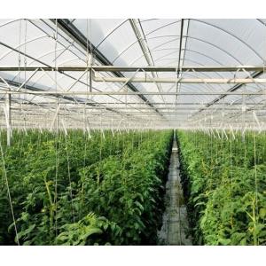 High Elasticity Polyethylene Film Greenhouse For Vegetables / Cucumber / Tomato