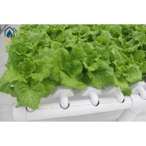 NFT Hydroponic Lettuce Hydroponic System With PVC Tube Hydroponic Setup