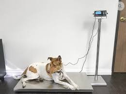 Floor Scale Stainless Steel With Indicator Animal Weigher