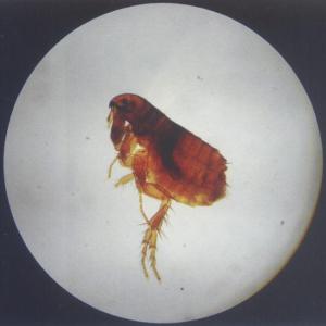 Medical Zoology Parasitology Microscope Prepared Slides For Teaching Learning