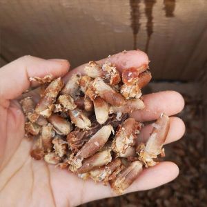 Jujube Seeds Fruit Pitting Machine