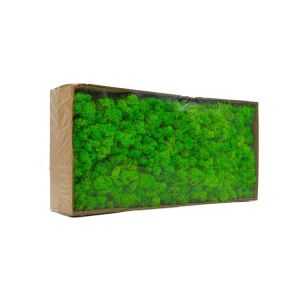 Decorative Preserved Natural Moss Perfect Nature Touch With No Maintenance