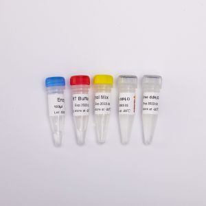 Cheap GDSBio Reverse Transcriptase PCR Reagents for sale