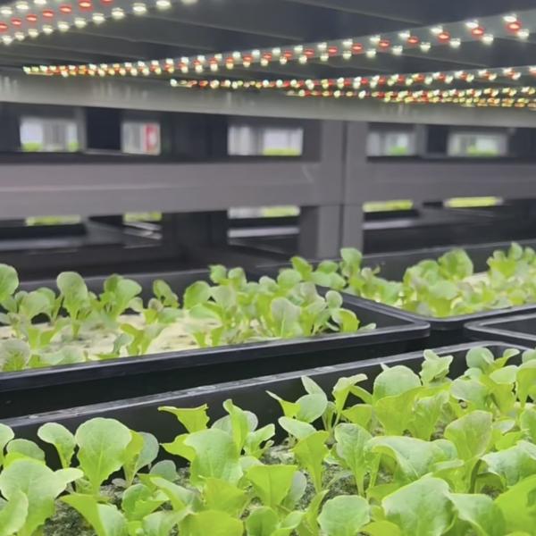 Reefer Container Greenhouse Leafy Veggies