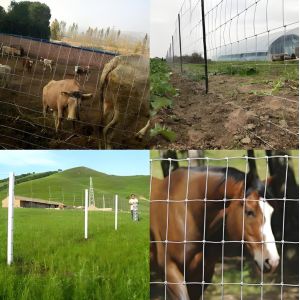 100M Lenght Galvanized Livestock Mesh Grassland Farm Fence