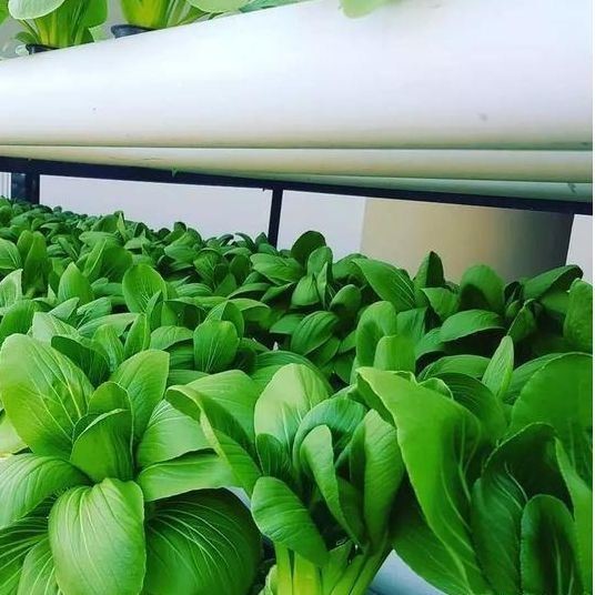 Quality Multi-Span Greenhouse with Hydroponics and Steel Structure The Perfect Combination wholesale