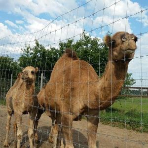 7 Clip Post Fixed Knot Fencing Hot Dipped Hinge Joint Fence