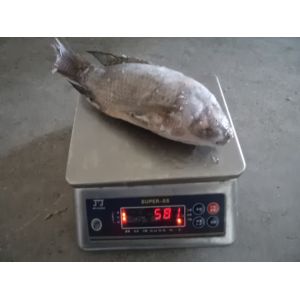 China Frozen Tilapia Fish Gutted Scaled ,IQF,IWP PACKING on sale
