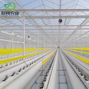 Steel Structure Vertical Farming Container Greenhouse with Multi-Span Hydroponic