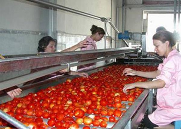 Quality Sus304 Tomato Processing Line Tomato Paste Making Machine 3 / 5 Tons Per Hour wholesale
