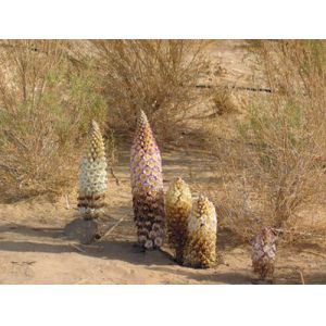 Desertliving Cistanche Extract,Cistanche Tubulosa Extract,Herba Cynomorii