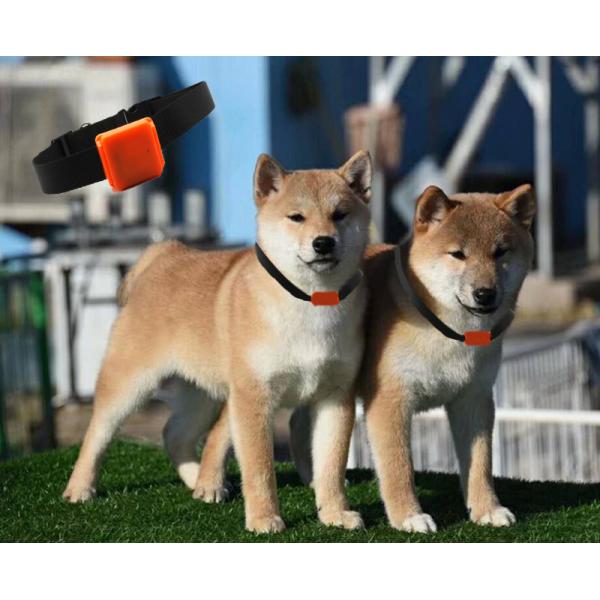 Quality IP67 waterproof mini pet gps tracker/ mini pet gps tracking Cats Collars Dog GPS Tracker/ Pet Tracker Long Battery Life wholesale