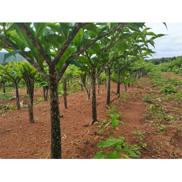 Stomach satiety Konjac Glucomannan Powder for Optimal Caloric Support Dietary supplement